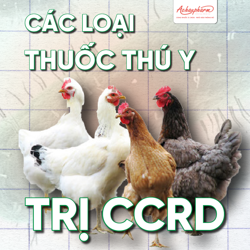 thuốc thú y trị E.coli ghép CRD hiệu quả