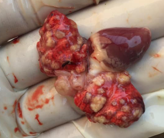 nấm phổi trên gà