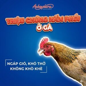 Triệu chứng nấm phổi ở gà