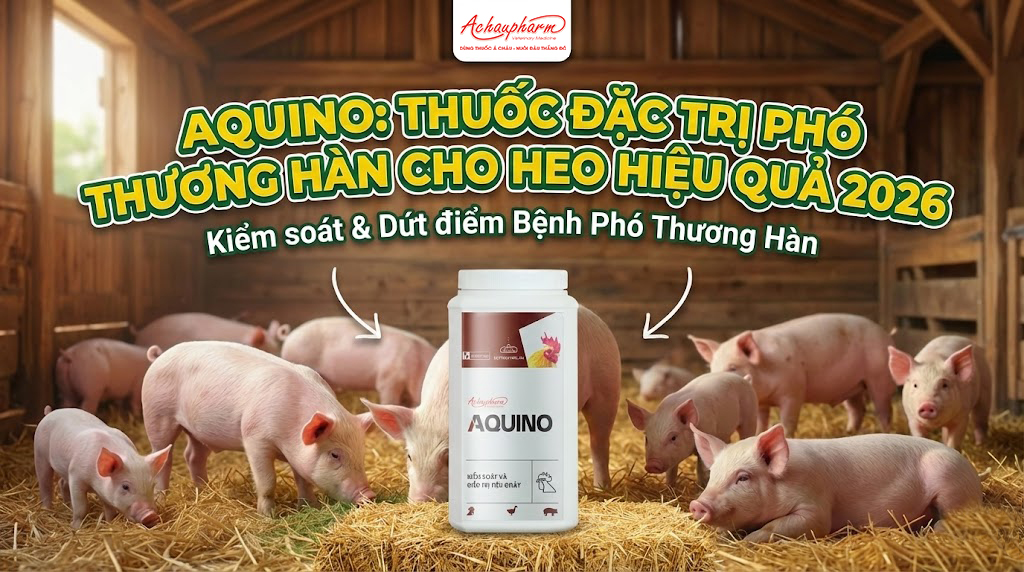 Aquino: Thuốc Đặc Trị Phó Thương Hàn Cho Heo Hiệu Quả 2026 Thuốc Đặc Trị Phó Thương Hàn Cho Heo