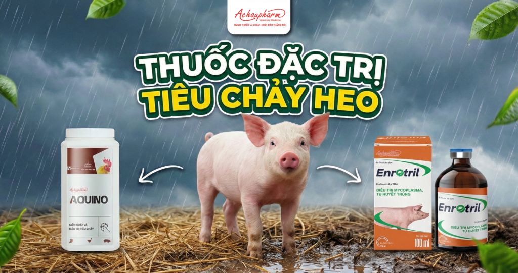 Thuốc Đặc Trị Tiêu Chảy Heo: Top 2 Giải Pháp "Cắt Nhanh" Bệnh Hiệu Quả 2026 Thuốc Đặc Trị Tiêu Chảy Heo