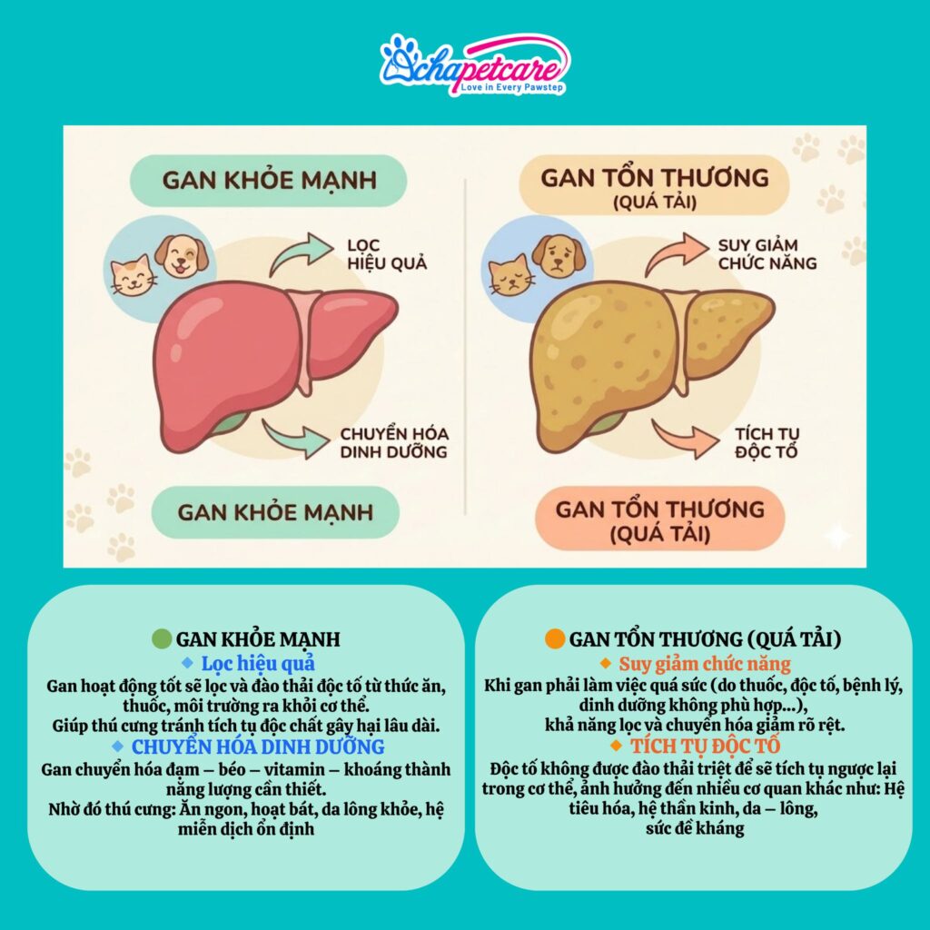 Thuốc Bổ Gan LIVER-EXTRA: Dạng Nước Dễ Uống | 5 Dấu Hiệu Suy Gan Thuốc Bổ Gan Cho Chó Mèo