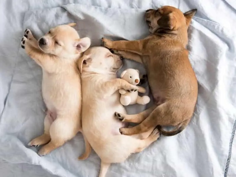 3+ Phác Đồ: Chó Con Bị Tiêu Chảy Thì Uống Thuốc Gì An Toàn? chó con bị tiêu chảy thì uống thuốc gì