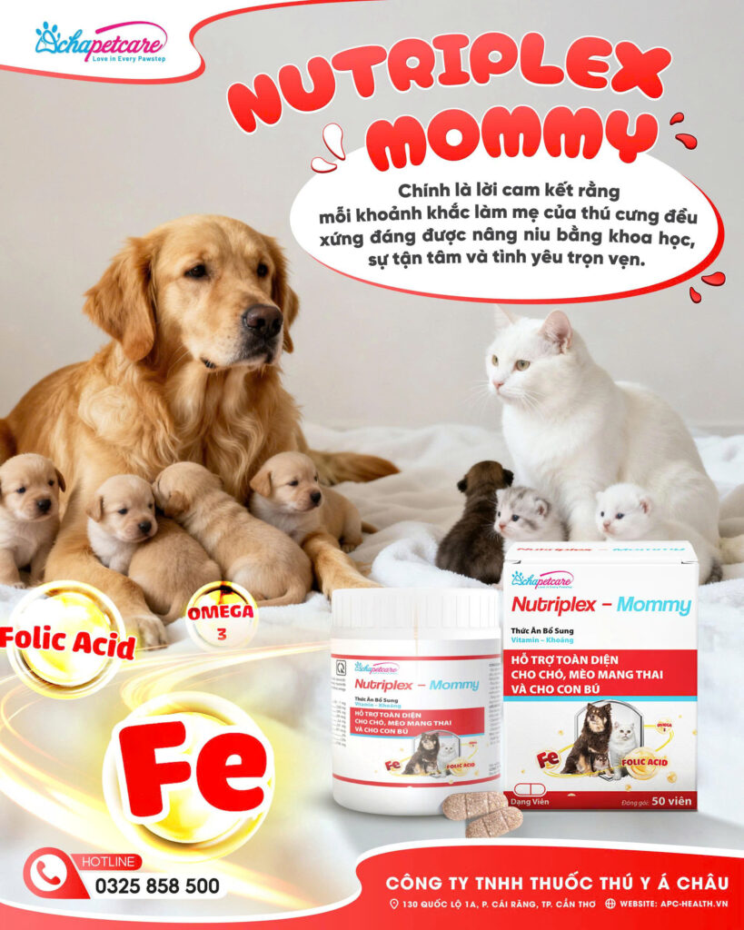 Chó Mẹ Mới Sinh Xong Nên Ăn Gì Để Nhanh Khỏe? Chó Mẹ Mới Sinh Xong Nên Ăn Gì