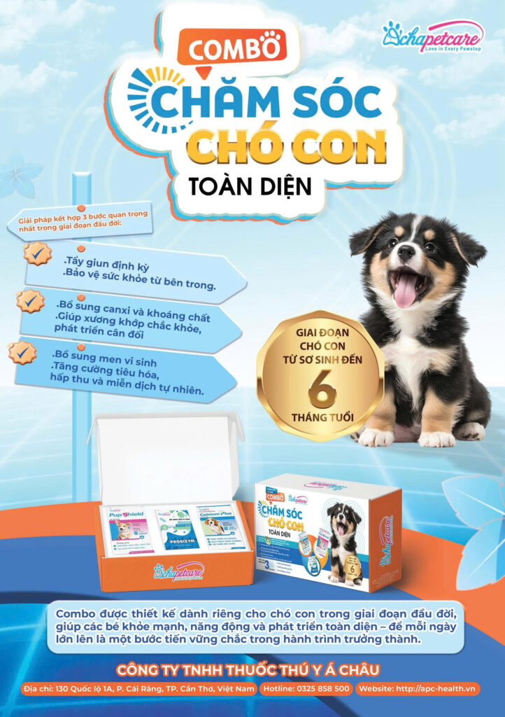 7+ Thực đơn chó con 2 tháng tuổi ăn được gì an toàn nhất? Cách nuôi chó con 1-2 tháng tuổi không bị tiêu chảy