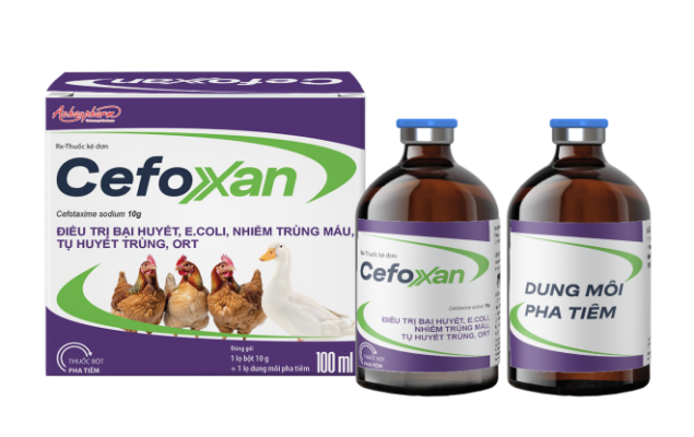 CEFOXAN – Điều trị bại huyết, E.coli, nhiễm trùng máu, tụ huyết trùng, ORT trên gia súc, gia cầm
