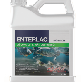 ENTERLAC – Hỗ trợ giảm rối loạn tiêu hóa, khó tiêu