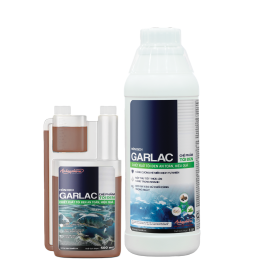 GARLAC – Tăng cường hệ miễn dịch, bổ sung khoáng chất giúp tôm ăn khỏe, hấp thụ tốt thức ăn