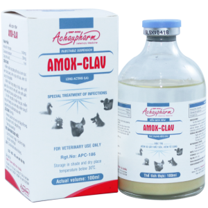 AMOX CLAV 1 - Điều trị viêm vú gây mất sữa, viêm tử cung điều trị viêm phổi – Viêm vú - Viêm tử cung điều trị