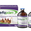 CEFOXAN - Điều trị bại huyết, e.coli, nhiễm trùng máu, tụ huyết trùng, ort