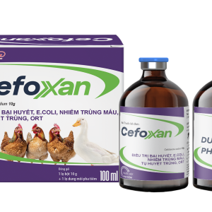 CEFOXAN - Điều trị bại huyết, e.coli, nhiễm trùng máu, tụ huyết trùng, ort